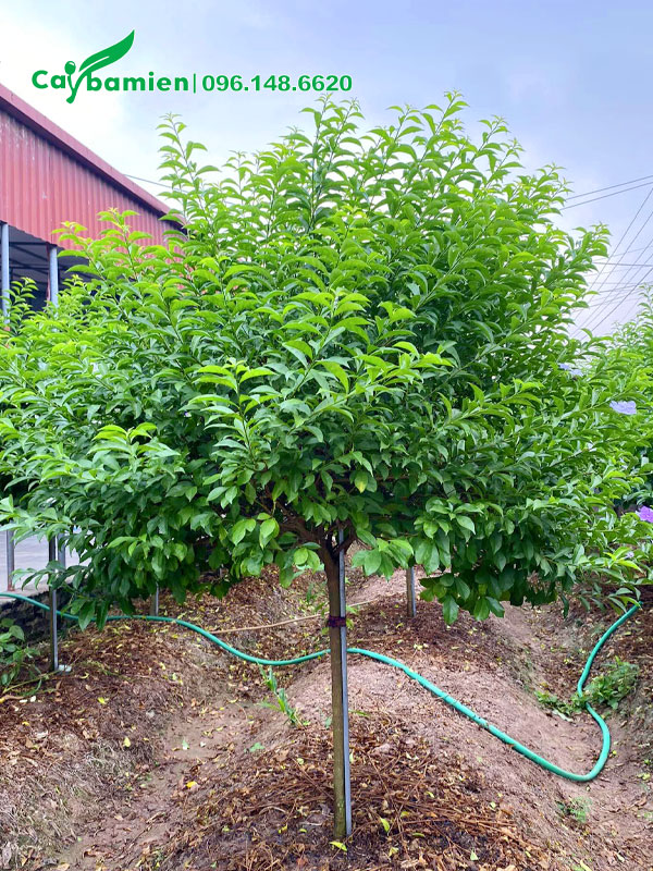 Cành nhánh cây Nhài Nhật phát triển mạnh vào mùa hè