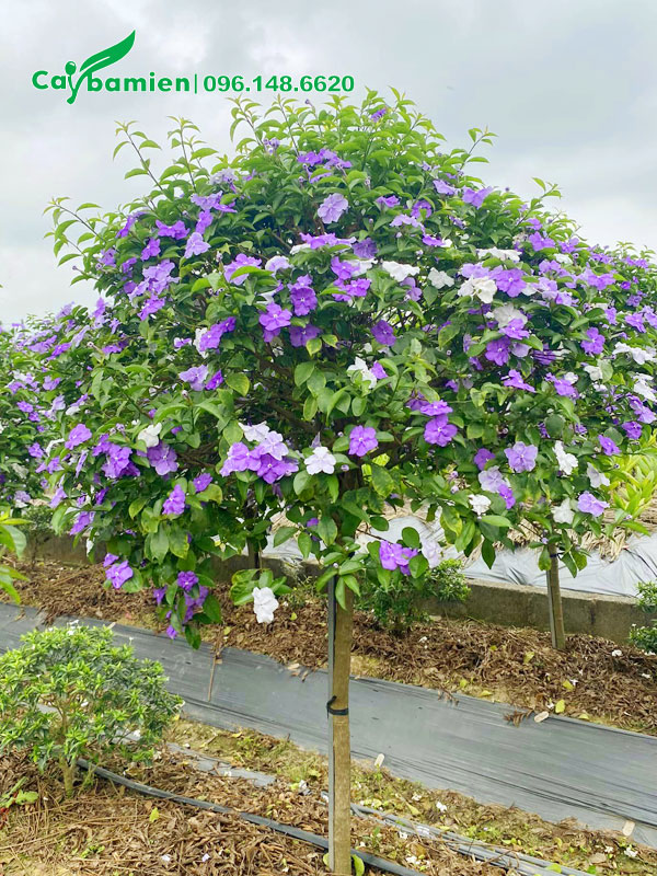 Cây Nhài Nhật thân tree thoát thân cao 70cm