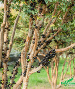 Cây nho thân gỗ ra trái vụ đầu tiên