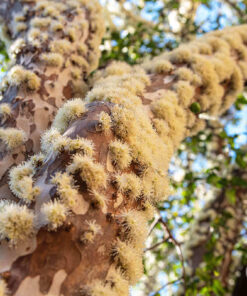 Hoa mọc chi chít trên thân cây nho đất