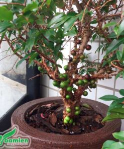 Cây nho thân gỗ 4 năm tuổi được trồng trong chậu làm cảnh