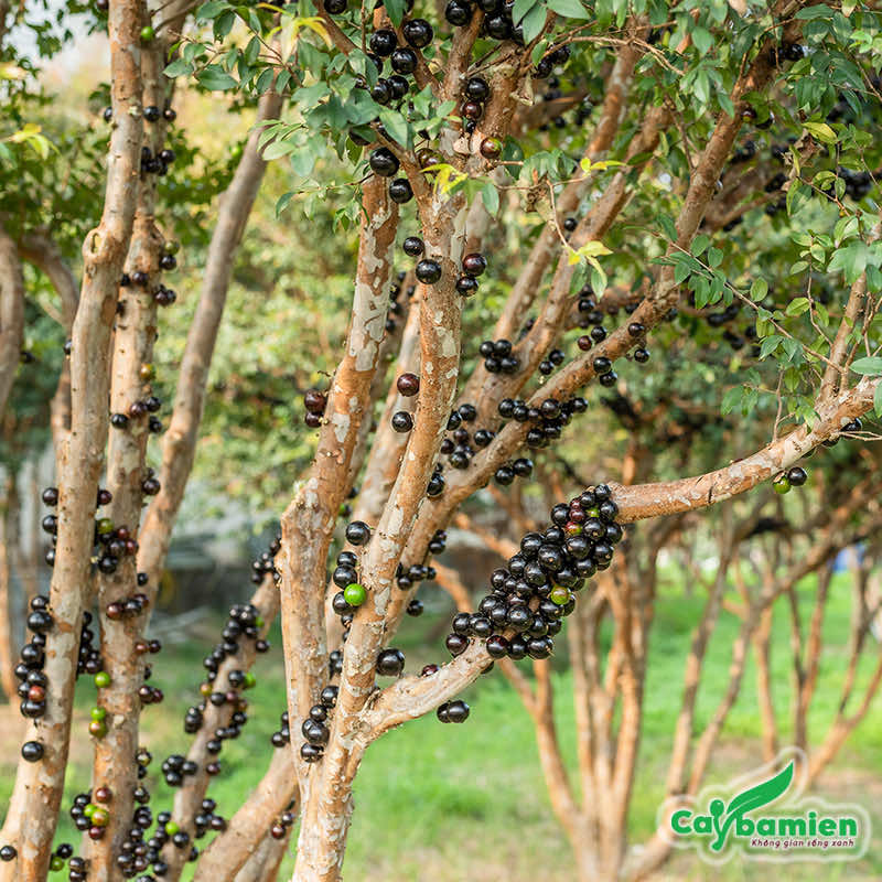 Cây nho thân gỗ ra trái vụ đầu tiên