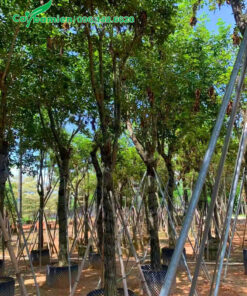 Vườn cây Phong Linh vàng cổ thụ