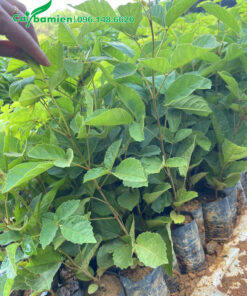 Cây giống nguyên bầu chiều cao khoảng 40cm