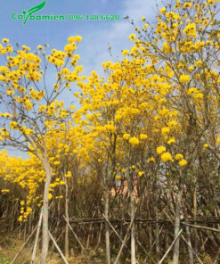 Vườn dâm ủ hàng trăm cây hoa Phong Linh đường kính gốc 10cm trở lên