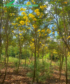 Vườn cây Phong Linh nở hoa rực rỡ