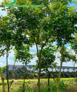 Cây phong linh vàng xanh tốt, chiều cao hơn 5m