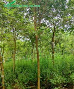 Vườn trồng cây hoa Phong Linh lâu năm đường kính gốc 10 - 12cm