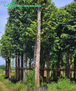 Cây sao đen công trình, đã dâm ủ kỹ, đường kính gốc 20 - 25cm