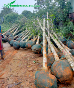 Thân cây thẳng tắp, tay càng đã cắt tỉa gọn gàng