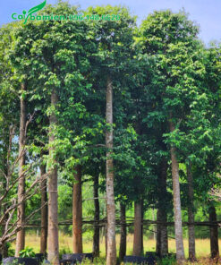 Hàng cổ thụ cao 5 - 6m, thẳng đẹp, đường kính gốc khoảng 20cm
