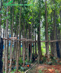 Cây dưỡng bầu cao 5m, đường kính gốc 10 - 12cm