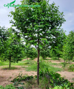 Cắt tỉa cành lá cho cây sao đen cao 4m