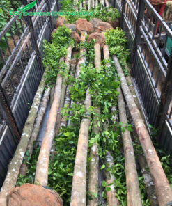 Loại dâm ủ đường kính gốc 20cm, chiều cao khoảng 6 - 7m