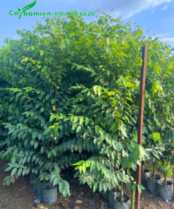 Mua cây sao đen giống giá rẻ