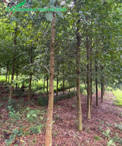 Khoảng cách trồng sao đen khoảng 3 - 4m