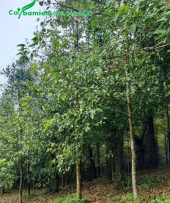 Rừng cây sao đen trưởng thành, chiều cao khoảng 5m