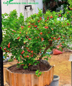 Chậu cây Siro bonsai dáng đẹp, trồng lâu năm