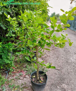 Cây giống Siro chiết cành