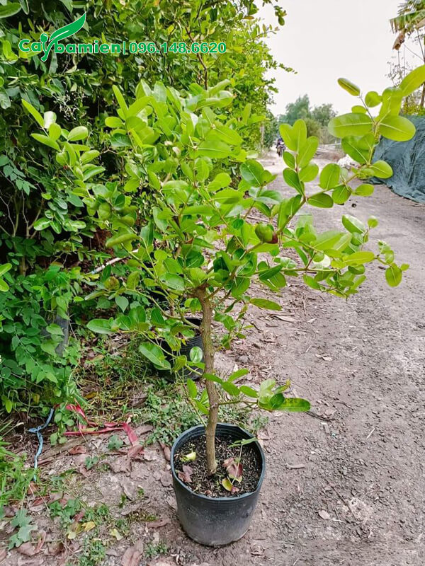 Cây giống Siro chiết cành