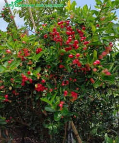 Cây Siro mùa quả chín, đỏ rực cả cây