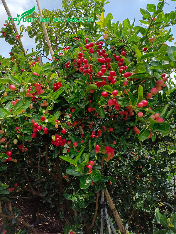 Cây Siro mùa quả chín, đỏ rực cả cây