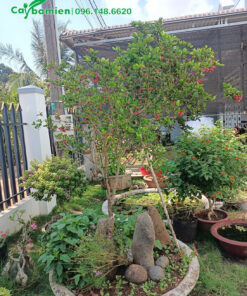 Siro phong thủy trồng trong chậu cảnh