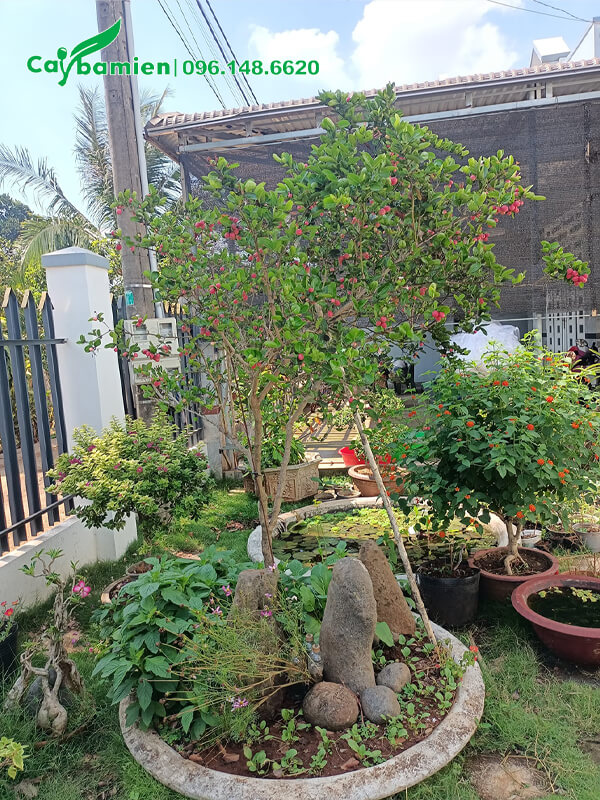 Siro phong thủy trồng trong chậu cảnh