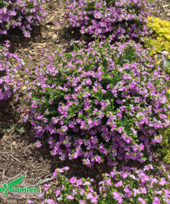 Bụi hoa cẩm tú mai tán tròn, hoa nở tím rực rỡ