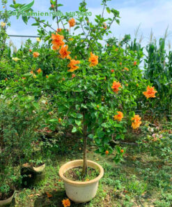 Chậu Dâm Bụt hoa cam cao hơn 1m