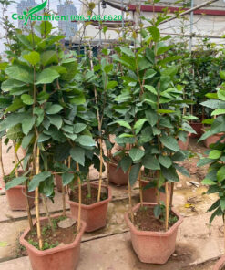 Hoa mai xanh trồng sẵn trong chậu, chiều cao hơn 1m