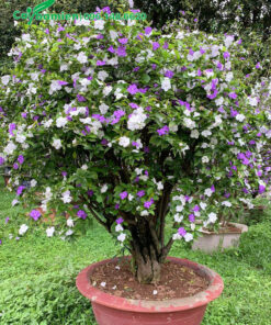 Nhài Nhật vanh gốc 30 trồng trong chậu nhiều năm