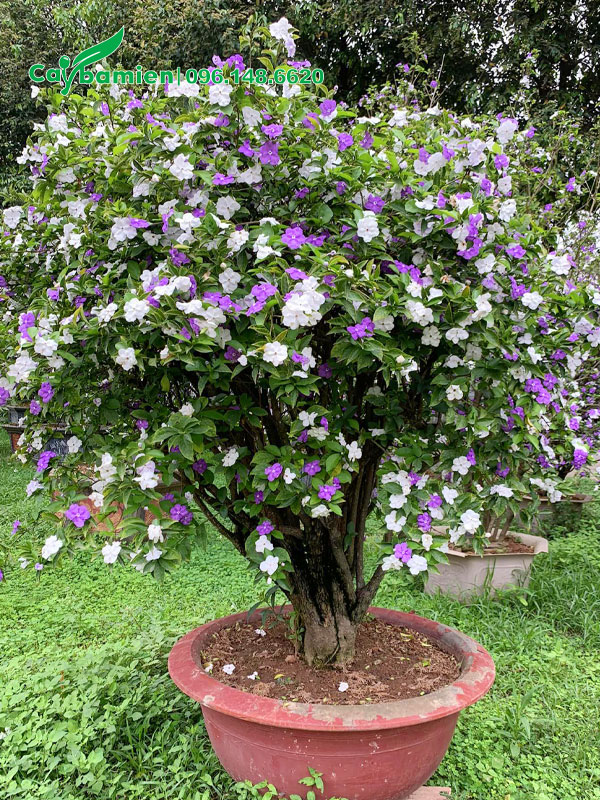 Nhài Nhật vanh gốc 30 trồng trong chậu nhiều năm