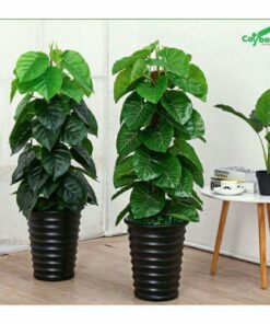 Cây trầu bà phong thủy phòng khách