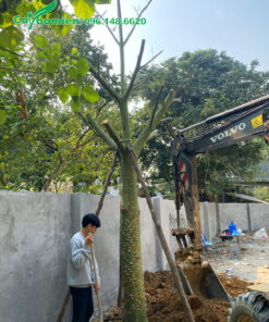 Chống cọc chắc chắn cho cây Mỹ Nhân cổ thụ