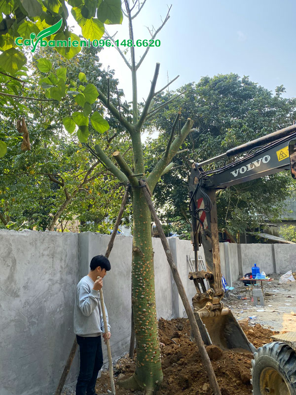 Chống cọc chắc chắn cho cây Mỹ Nhân cổ thụ