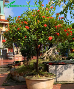 Chậu cây hoa mẫu đơn trồng trước nhà cao 2m