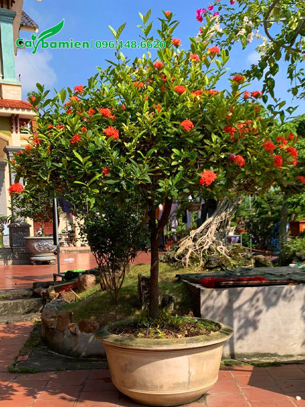 Chậu cây hoa mẫu đơn trồng trước nhà cao 2m