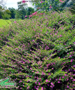 Cây cẩm tú mai trồng công trình thành những thảm siêu đẹp