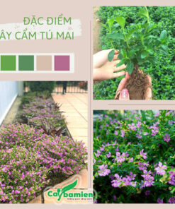 Cây giống, cây cẩm tú mai nở hoa đẹp