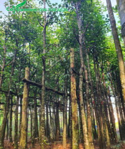 Vườn dâm ủ sao đen cao 5 - 6m