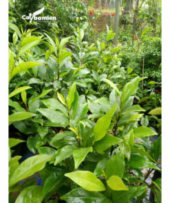 Báo giá cây hàm tiếu