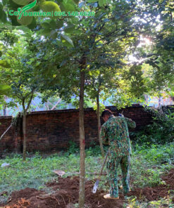 Đào đất bứng nóng cây phong linh vanh 30 - 40cm