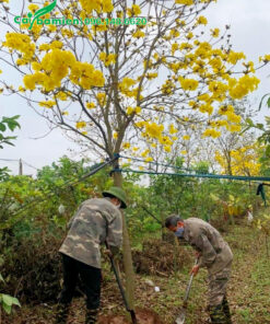 Đánh bầu đất cho cây phong linh vàng công trình