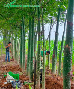 Bứng nóng bầu cây mỹ nhân lâu năm vanh 50 - 60