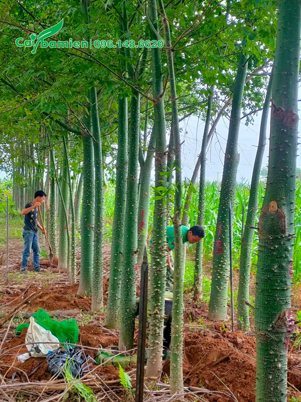 Bứng nóng bầu cây mỹ nhân lâu năm vanh 50 - 60