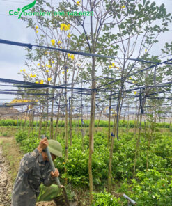 Đường kính gốc 4 - 5cm, chiều cao 4m trở lên