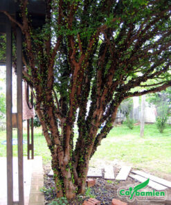 Cây nho thân gỗ thường lâu năm quả mọc sai từ gốc đến ngọn