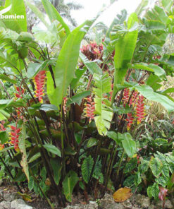 Cụm hoa chuối tràng pháo độc đáo, lạ mắt