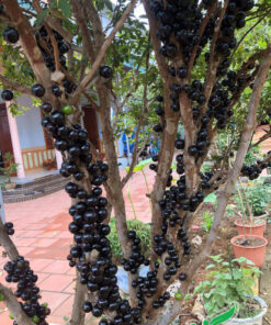 Cây nho chăm sóc tốt, quả mọc đều và to